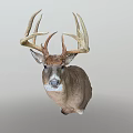 Realistic Deer Head Mount With Large Antlers On Gray Background 3d model