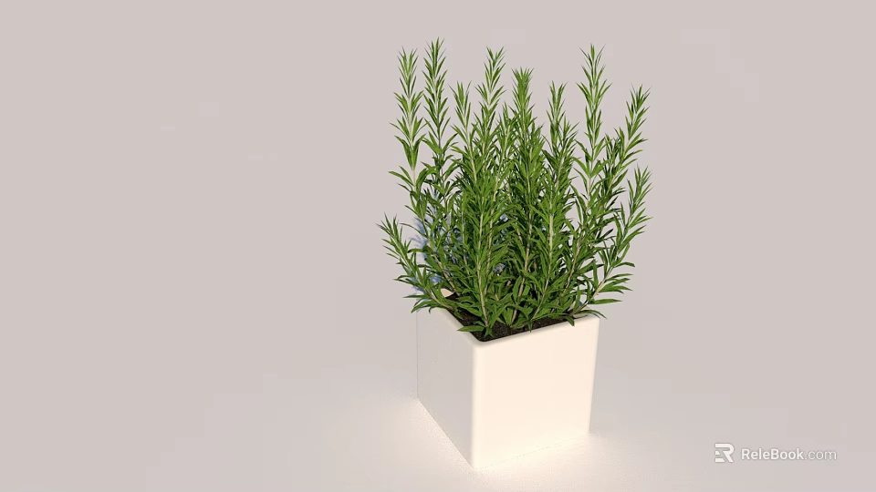 Potted Rosemary Plant In White Square Pot For Indoor Home Decor 3d model 