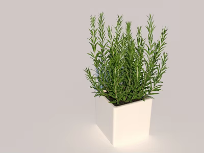 Potted Rosemary Plant In White Square Pot For Indoor Home Decor 3d model