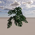 Shrub with Large Green Leaves and Vibrant Foliage for Garden Decoration