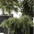 Varied Green Potted Plants In Black Square Pots With Lush Foliage And Different Plant Types