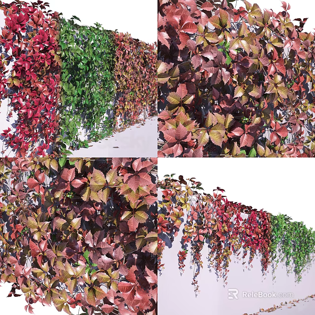 Colorful Climbing Vines With Various Tones Red Green Purple Leaves For Wall Decoration 3d model 
