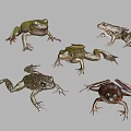 Various Reptile Species Displaying Diverse Colors And Postures On White Background