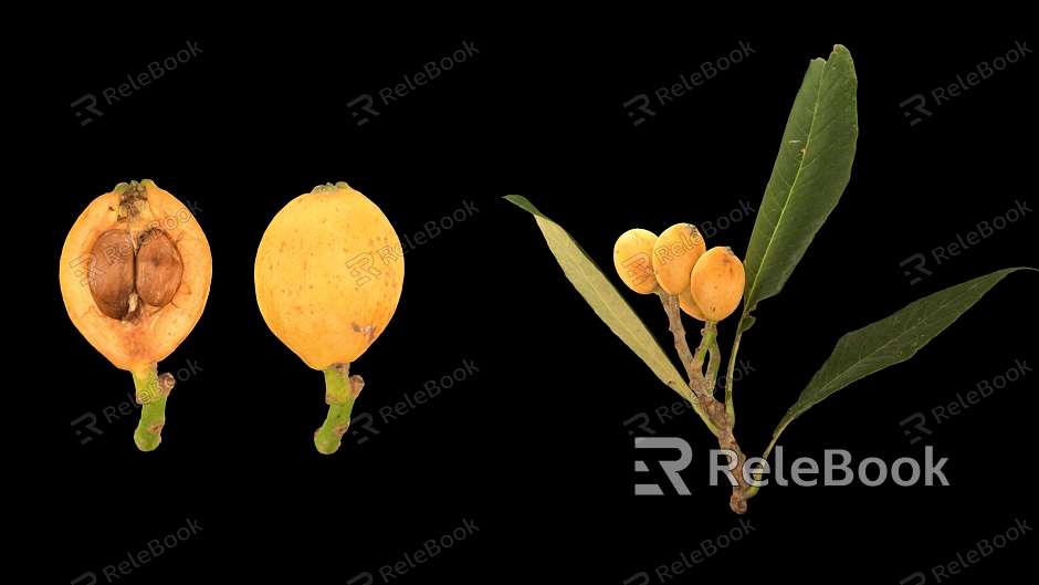 Loquat Scanning Loquat Loquat Leaf Fruit model