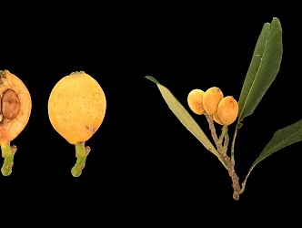 Loquat Scanning Loquat Leaf Fruit 3d model