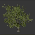 Lush Green Tree With Spreading Branches And Dense Foliage On Dark Background