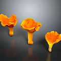 Fresh Vibrant Orange Edible Mushrooms With Gilled Caps On Dark Background