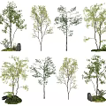 Various Trees with Green Leaves and Small Plants Around Stones in Garden