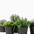 Various Green Potted Plants In Black Pots For Indoor Decoration