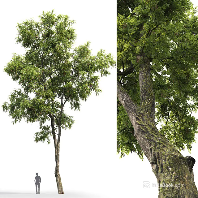 Arbor With Lush Green Foliage And Textured Trunk In Natural Environment 3d model 