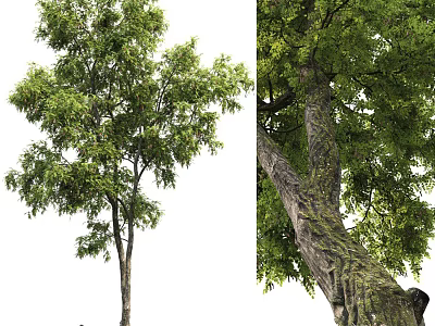 Arbor With Lush Green Foliage And Textured Trunk In Natural Environment 3d model