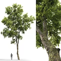Arbor With Lush Green Foliage And Textured Trunk In Natural Environment