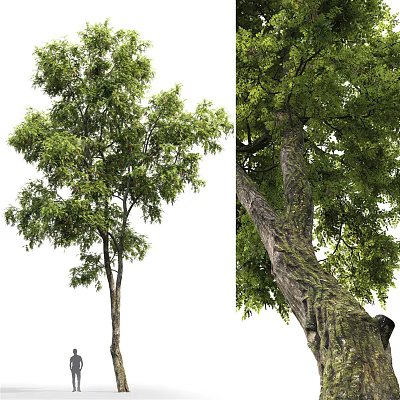 Arbor With Lush Green Foliage And Textured Trunk In Natural Environment 3d model