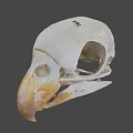 Detailed Bird Skull Skeleton Anatomical Structure With Beak And Eye Socket
