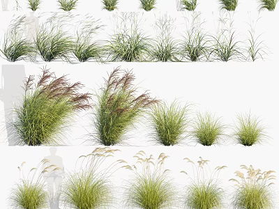 Different Types of Ornamental Grasses for Outdoor Garden Landscape with Green Leaves and Plumes 3d model