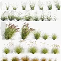 Different Types of Ornamental Grasses for Outdoor Garden Landscape with Green Leaves and Plumes