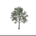 Deciduous Arbor With Lush Green Leaves Spreading Branches And Strong Trunk 3d model
