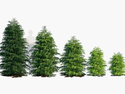 Evergreen Trees in Various Sizes with Dense Green Foliage for Landscaping Use 3d model