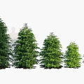 Evergreen Trees in Various Sizes with Dense Green Foliage for Landscaping Use