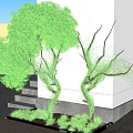 Lush Green Climbing Plants With Winding Branches On White Wall Near Stone Steps