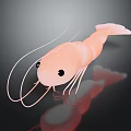 Pink Aquatic Shrimp with Long Antennae on Black Background and Clear Reflection