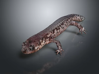 Close Up View Of Salamander With Unique Coloration And Skin Texture On Gray Background 3d model
