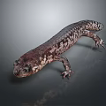 Close Up View Of Salamander With Unique Coloration And Skin Texture On Gray Background
