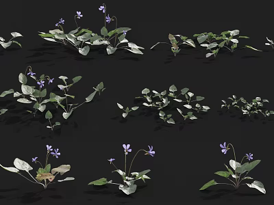 Small Purple Flowers With Green Leaves And Multiple Plants In Black Background Various Growth Forms 3d model