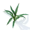 Green Plant with Long Veined Leaves on White Background and Blue V in Top Corner