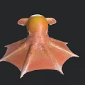 Vibrant Orange and Yellow Blanket Octopus with Spread Fins Swimming in Deep Sea