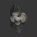 Natural Mushroom Plant Growth On Textured Wooden Log With Brown White Caps And Green Moss