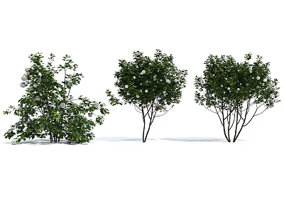 Three Different Green Plants With Lush Foliage And White Flowers For Garden 3d model