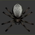 Realistic 3D Model Spider With White Back Brown Legs And Red Eyes On Gray Background