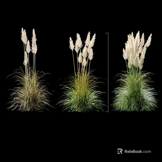 Ornamental Grasses With Feathery Plumes In Different Green And Brown Colors For Garden Decoration 3d model 