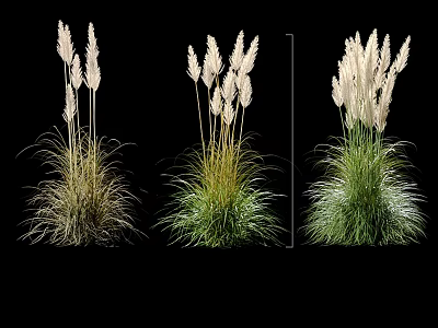 Ornamental Grasses With Feathery Plumes In Different Green And Brown Colors For Garden Decoration 3d model