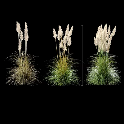 Ornamental Grasses With Feathery Plumes In Different Green And Brown Colors For Garden Decoration 3d model