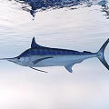 Blue and Silver Swordfish Swimming Near Calm Ocean Water Surface