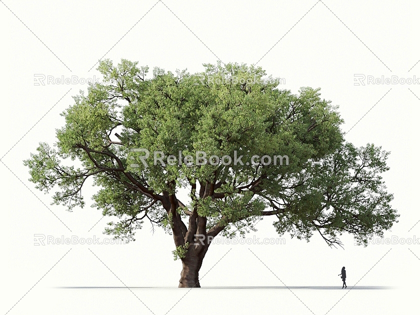 Oak Tree Oak Tree Landscape Tree Forest Big Tree Small Tree Spring Tree Summer Tree Autumn Tree Bodhi Tree Phoenix Wood Banyan Tree Mulberry 3d model