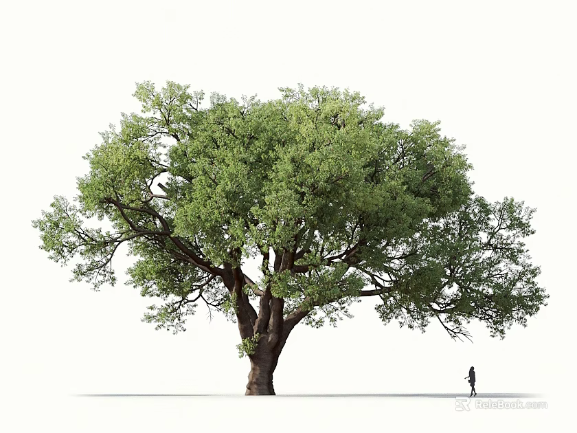 Large Arbor Tree With Lush Green Foliage Tall Trunk And Single Person Standing Nearby 3d model 