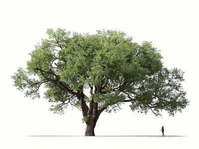 Large Arbor Tree With Lush Green Foliage Tall Trunk And Single Person Standing Nearby 3d model