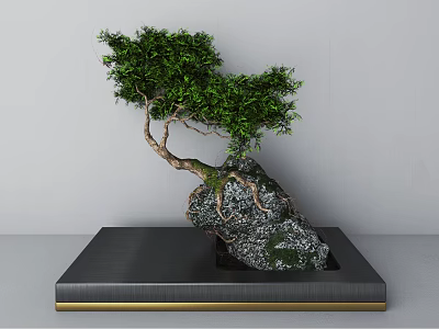 Elegant Bonsai Plant with Curved Trunk Green Leaves and Roots on Black Golden Edge Base 3d model