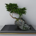 Elegant Bonsai Plant with Curved Trunk Green Leaves and Roots on Black Golden Edge Base