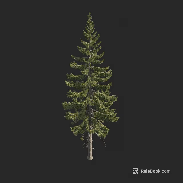 Tall Evergreen Arbor With Lush Green Foliage And Straight Trunk Structure 3d model 