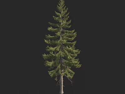 Tall Evergreen Arbor With Lush Green Foliage And Straight Trunk Structure 3d model