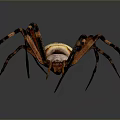 Yellow and Black Striped Spider with Long Legs on Dark Background