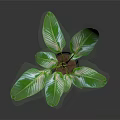 Indoor Green Plant with Large Fresh Leaves in Black Pot on Dark Background
