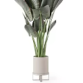 Large Dark Green Leaf Potted Plant With Red Veins In White Cylindrical Pot