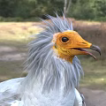 Griffon Vulture Featuring Grey Feathers And Yellow Head Standing On Natural Grassy Field With Trees