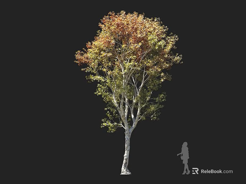 Tall Tree With Mixed Green Orange Leaves White Trunk And Human Silhouette 3d model 