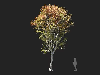 Tall Tree With Mixed Green Orange Leaves White Trunk And Human Silhouette 3d model